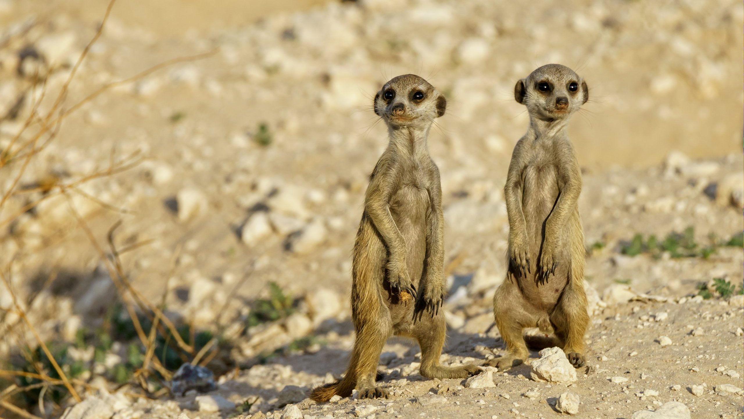 Fundraising für Zoos_Digital Fundraising_FundraisingBox