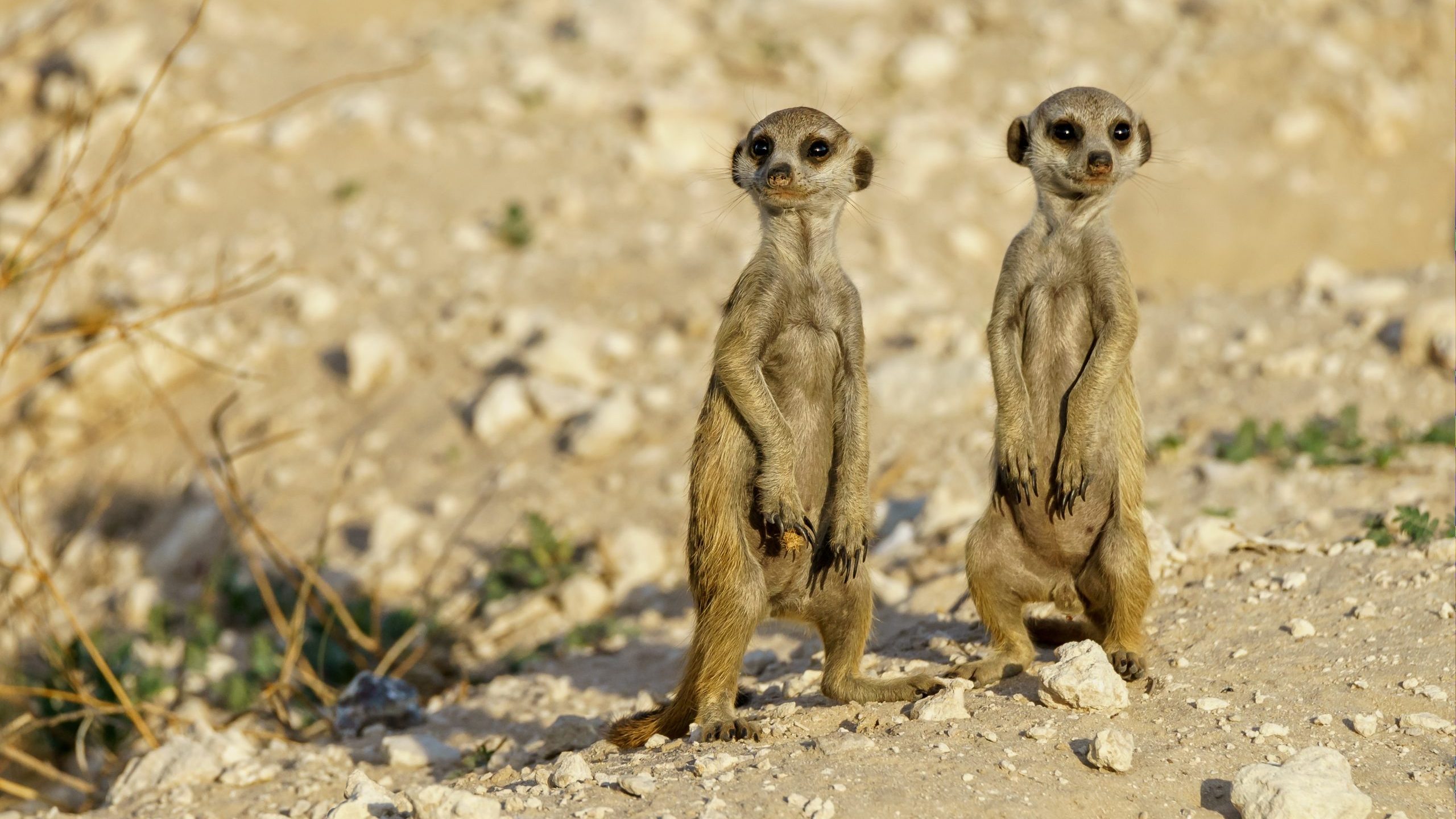 Fundraising für Zoos_Digital Fundraising_FundraisingBox