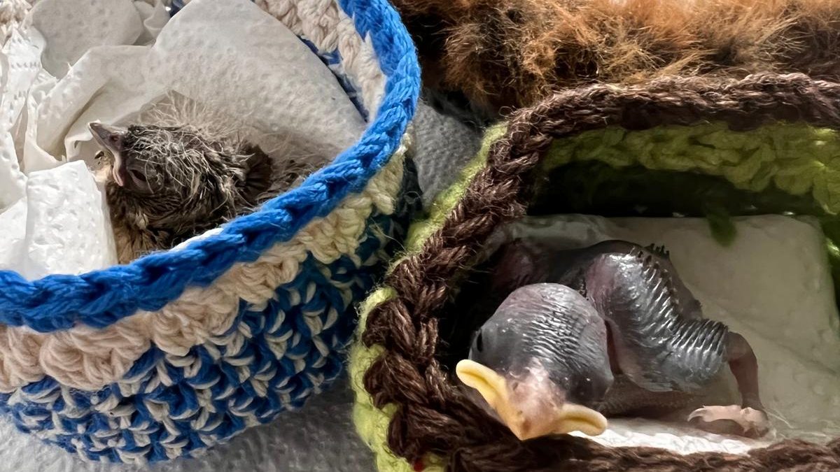 Vogelbabies in gehäkelten Nestern